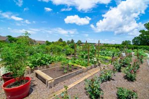 Ocean Ridge Plantation